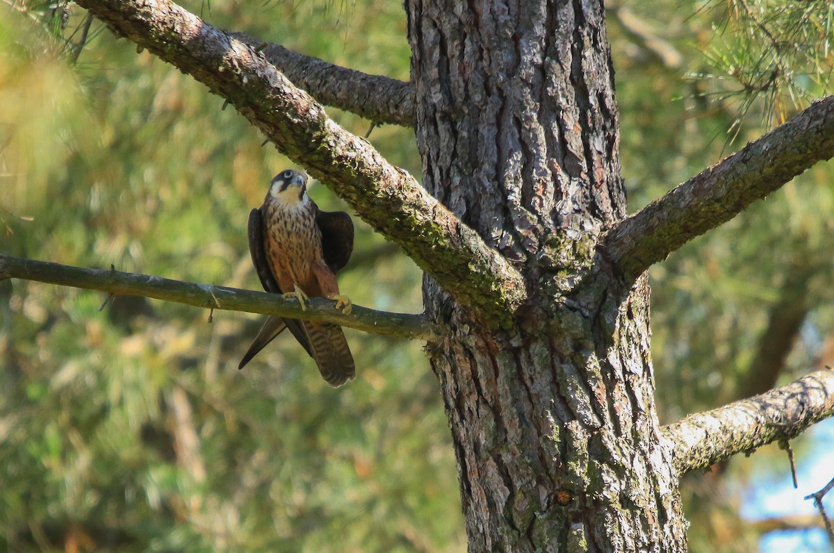 Eleonora's Falcon - ML641967789