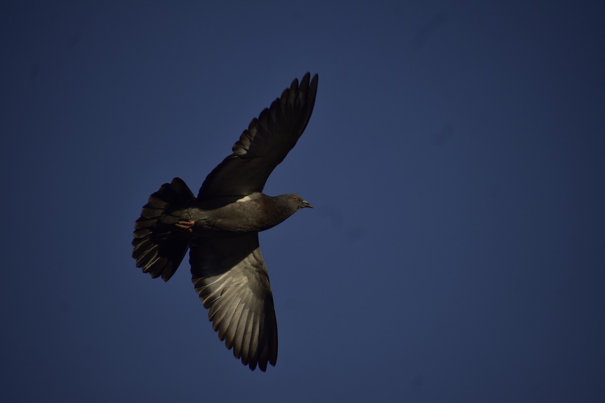 Rock Pigeon (Feral Pigeon) - ML641967797