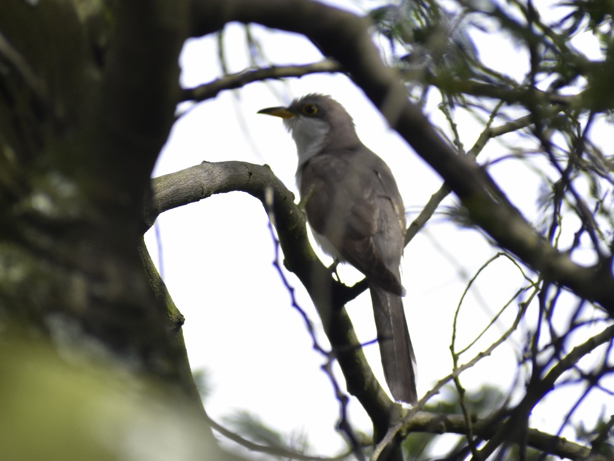 Yellow-billed Cuckoo - ML641967807