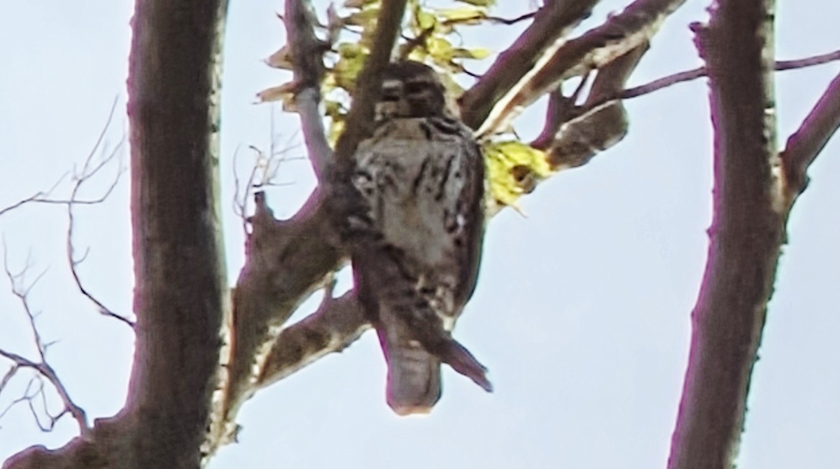 Broad-winged Hawk - ML641967816