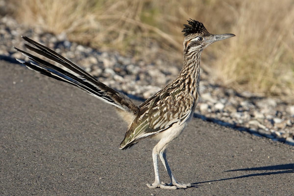 Greater Roadrunner - ML641967817