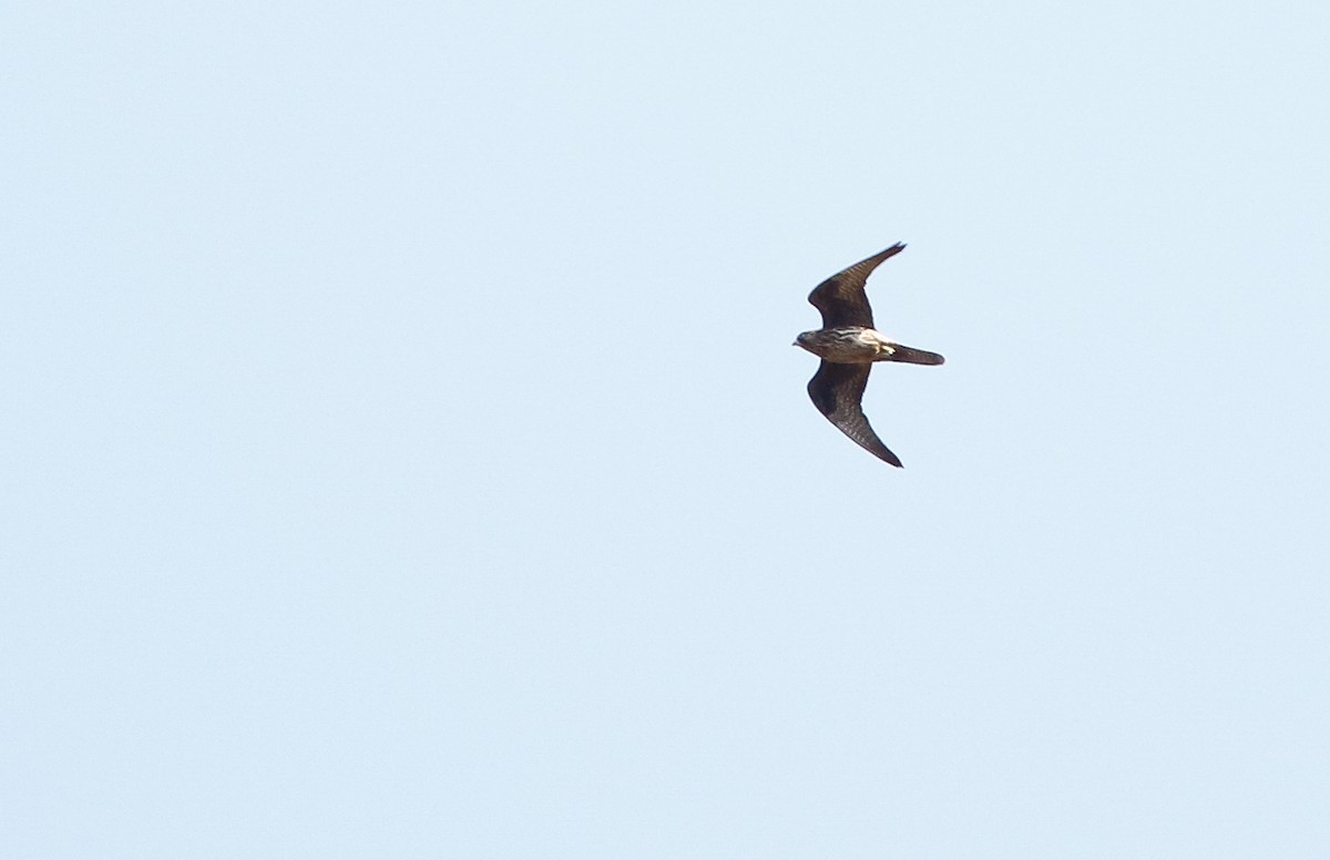 Eleonora's Falcon - ML641967819
