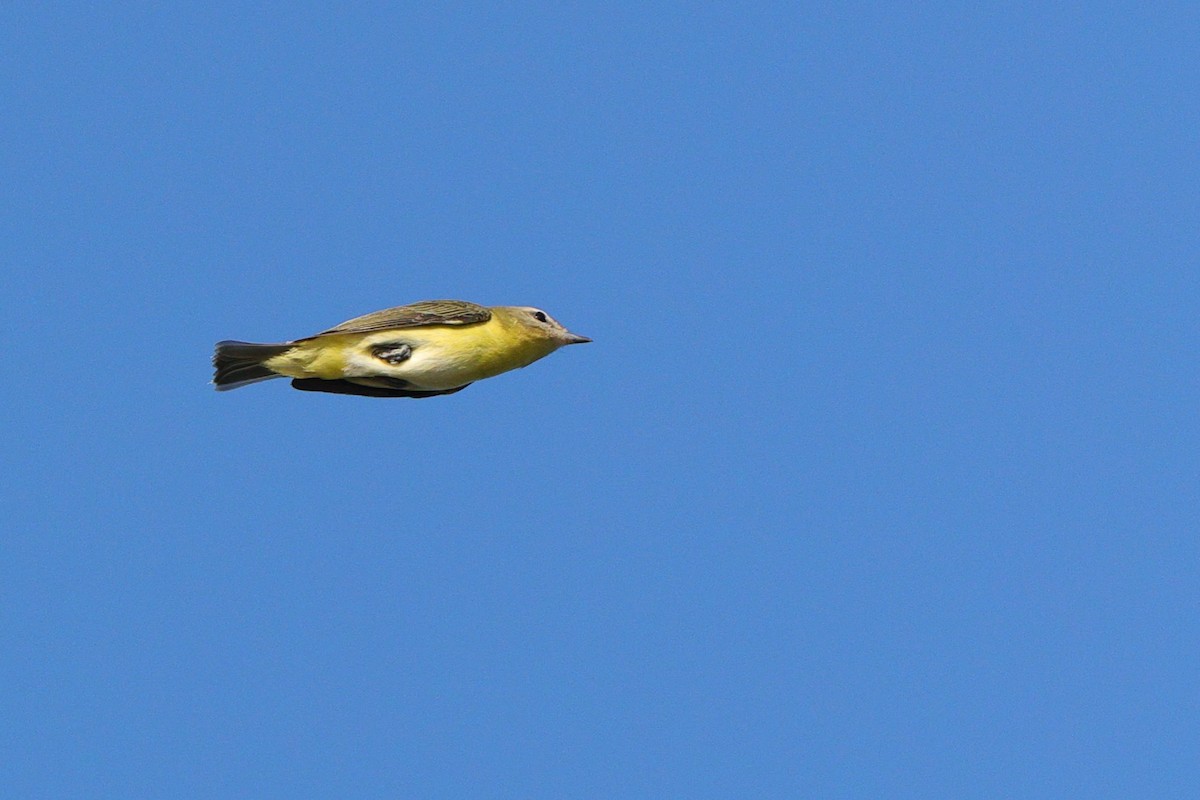 Philadelphia Vireo - ML641967852