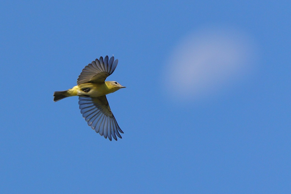 Philadelphia Vireo - ML641967853