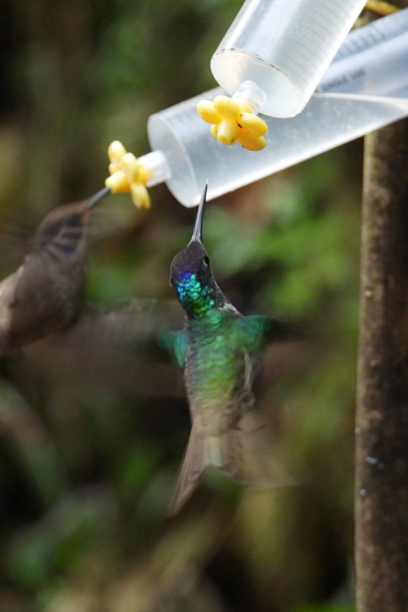 Andean Emerald - ML641967857