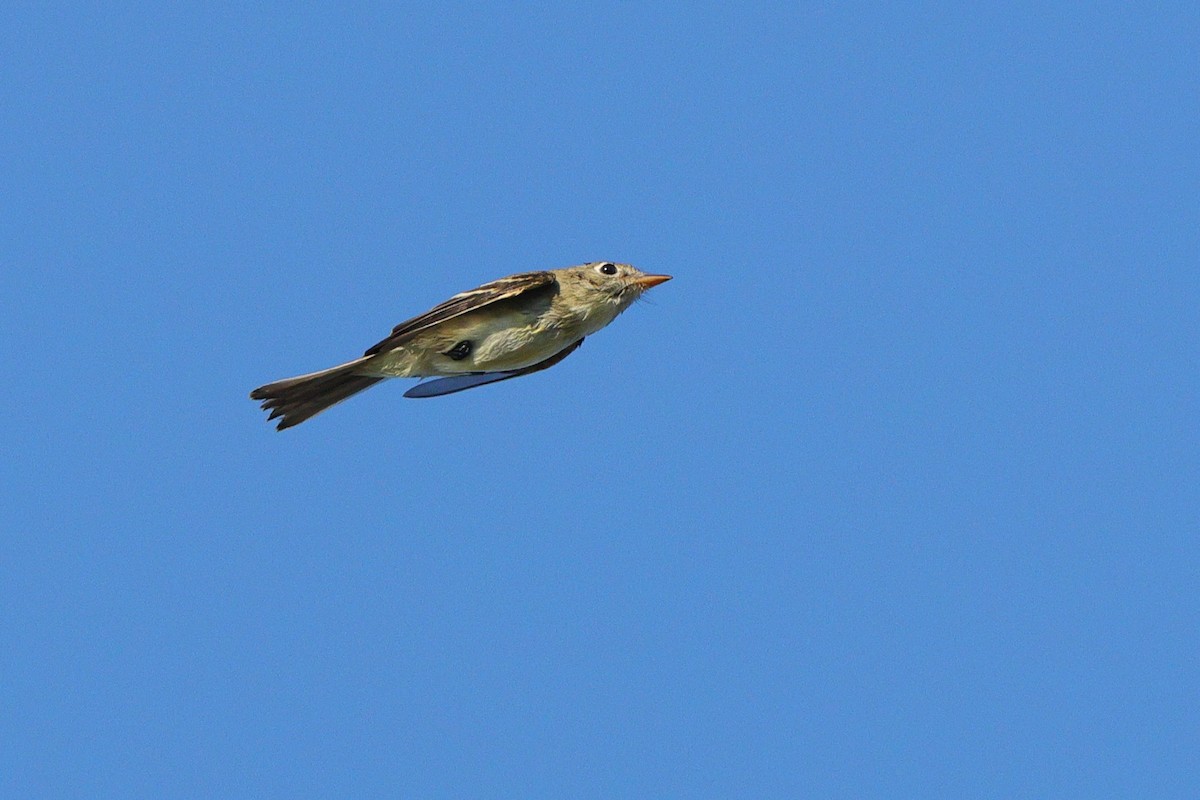 Least Flycatcher - ML641967859
