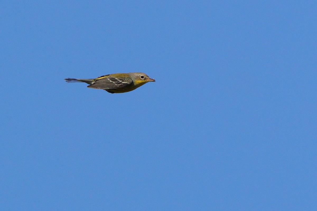 Magnolia Warbler - ML641967867