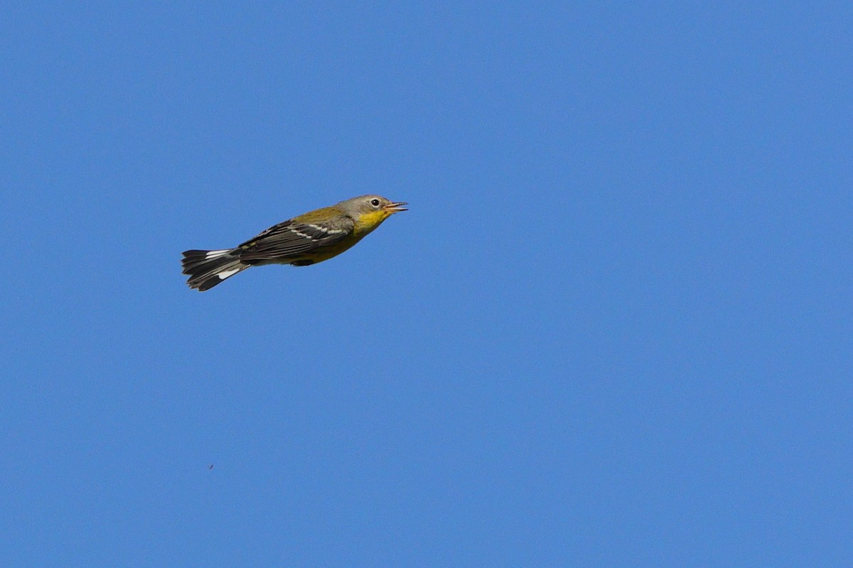 Magnolia Warbler - ML641967869