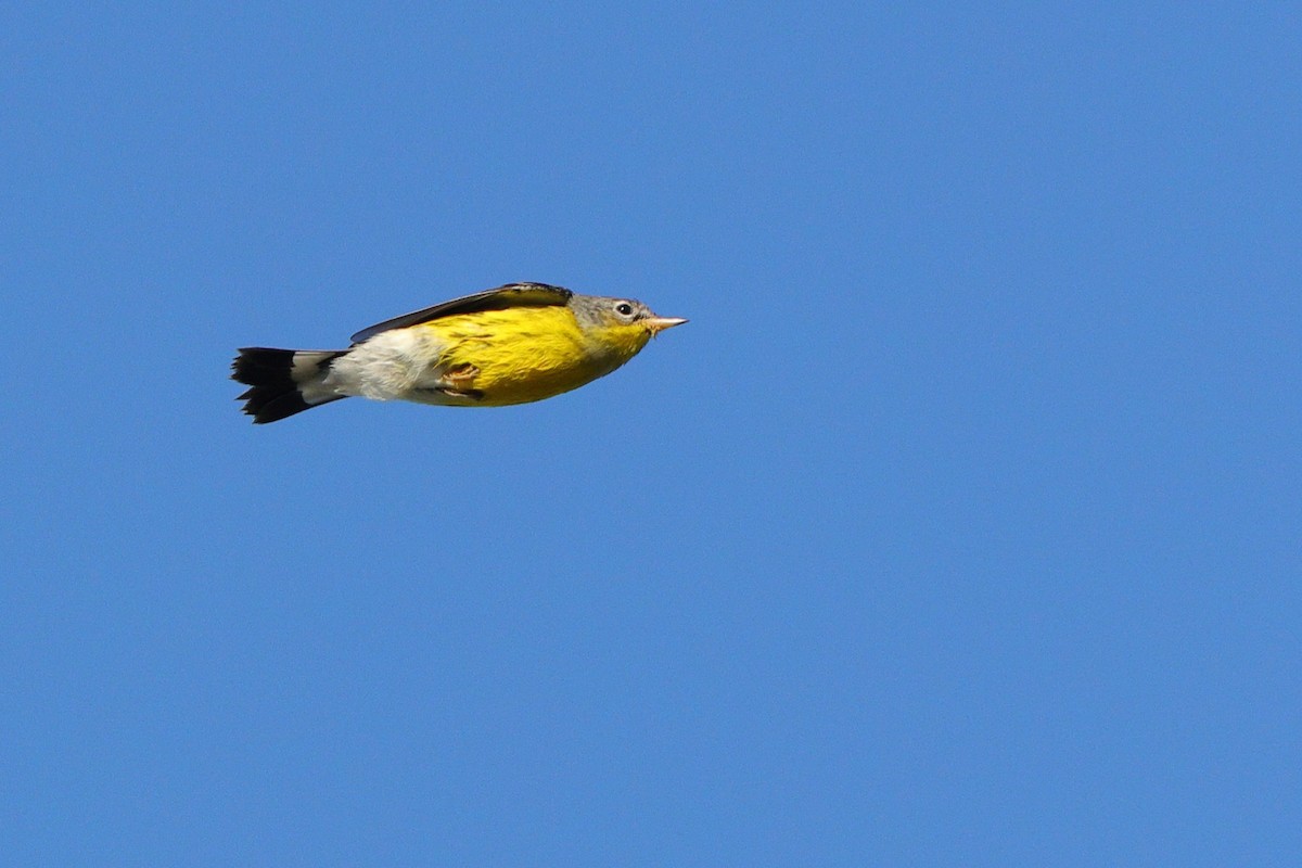 Magnolia Warbler - ML641967870