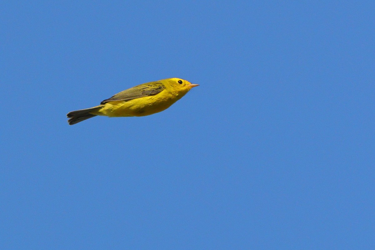 Wilson's Warbler - ML641967876