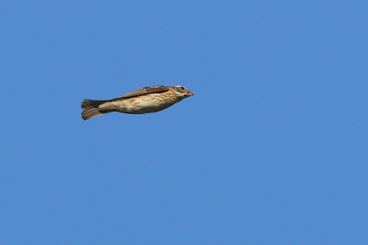 Rose-breasted Grosbeak - ML641967880
