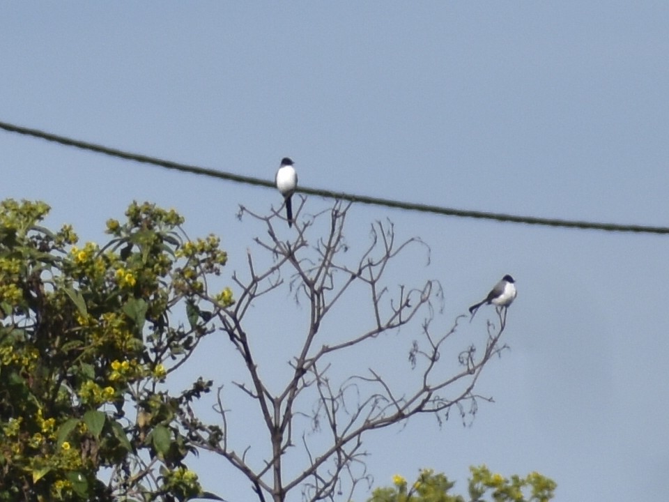 Fork-tailed Flycatcher - ML641967883
