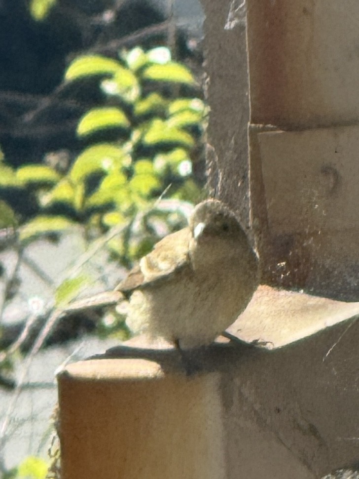 Lazuli Bunting - ML641967889