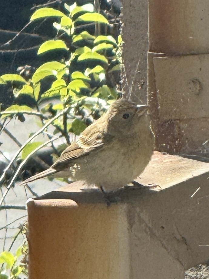 Lazuli Bunting - ML641967890