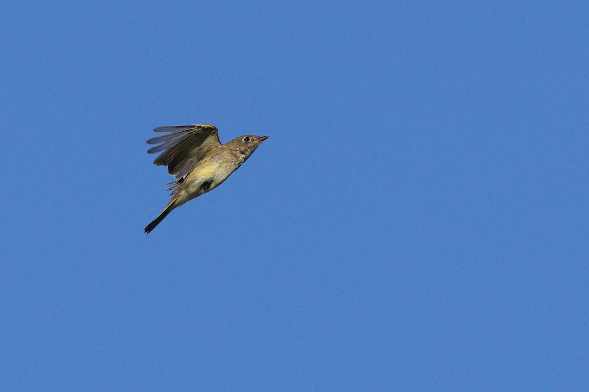 Least Flycatcher - ML641967892
