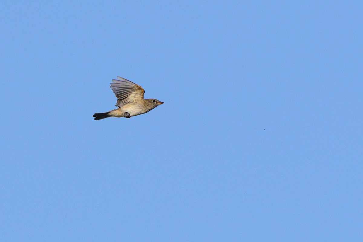 Alder/Willow Flycatcher (Traill's Flycatcher) - ML641967893