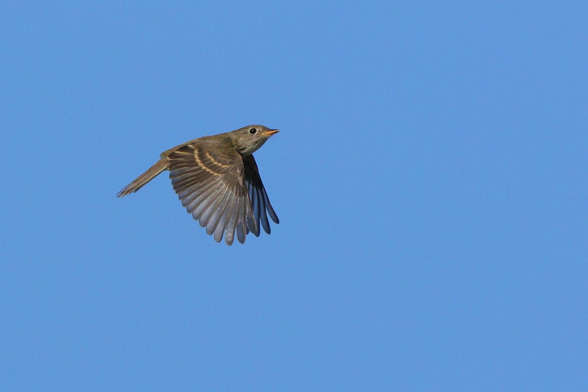 Alder/Willow Flycatcher (Traill's Flycatcher) - ML641967894