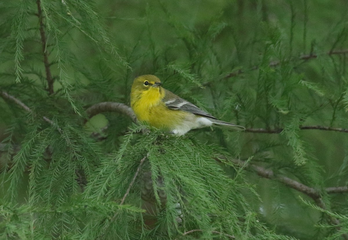 Pine Warbler - ML641967897