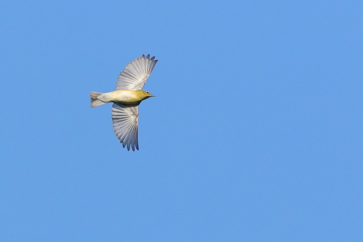 Tennessee Warbler - ML641967900