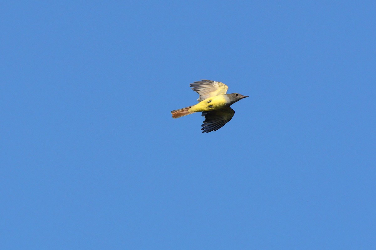 Great Crested Flycatcher - ML641967909