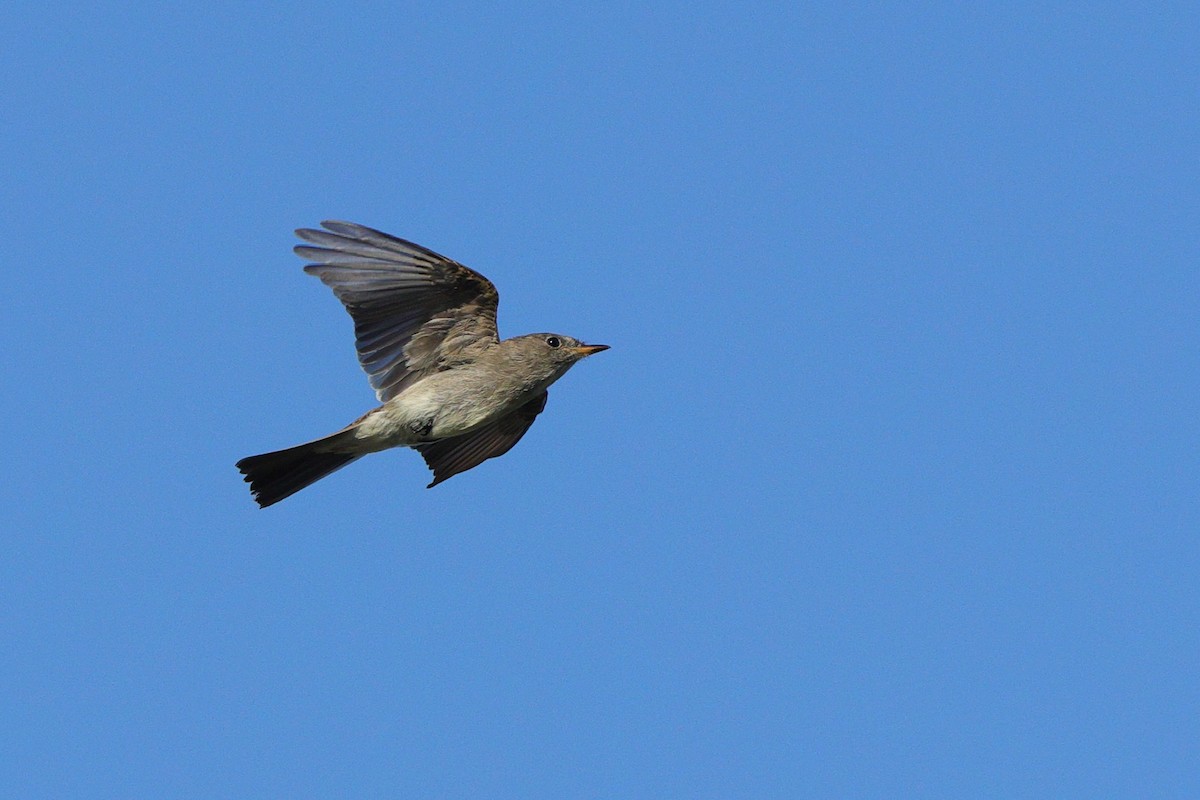 Eastern Wood-Pewee - ML641967914