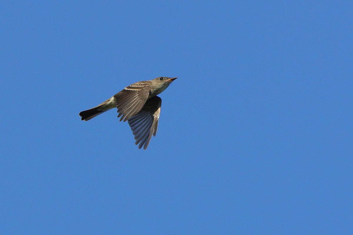 Eastern Wood-Pewee - ML641967915