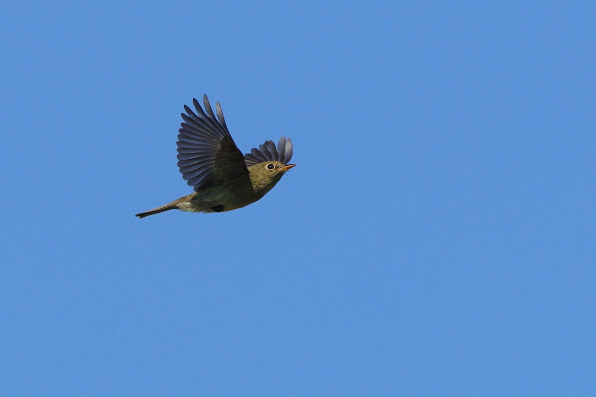 Yellow-bellied Flycatcher - ML641967919