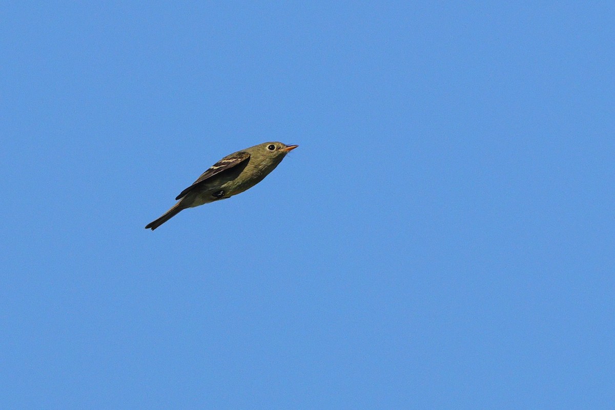 Yellow-bellied Flycatcher - ML641967920
