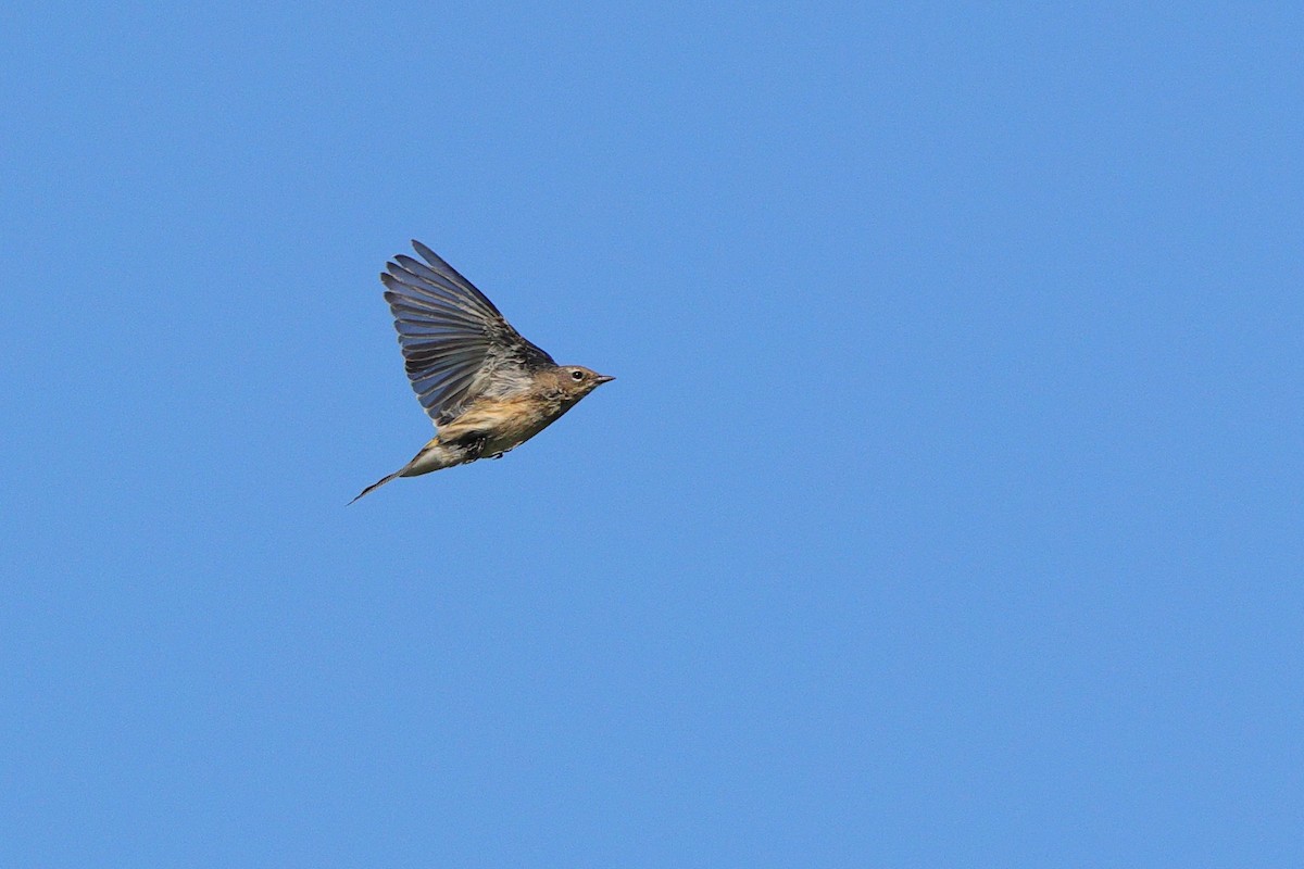 Yellow-rumped Warbler - ML641967924