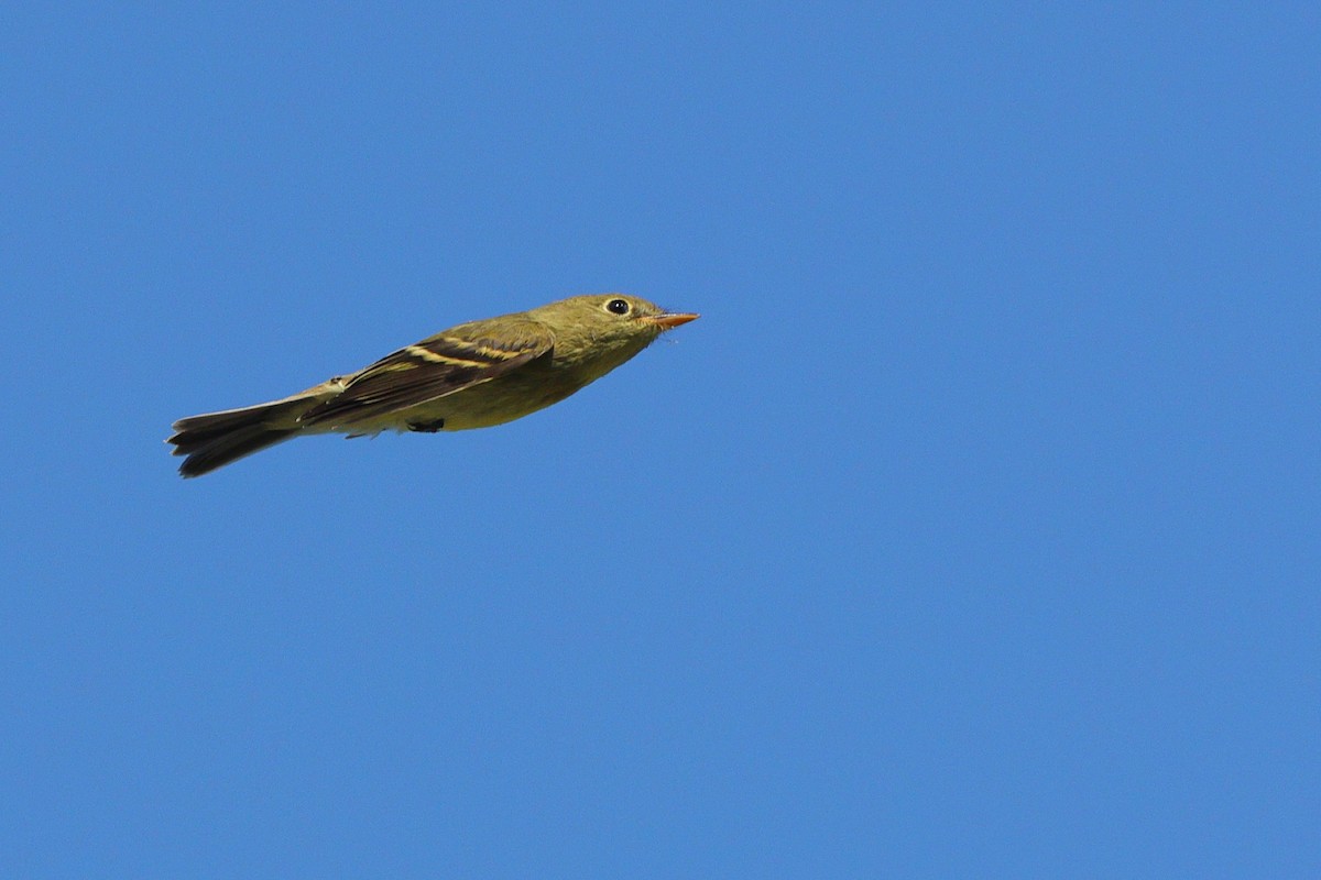 Yellow-bellied Flycatcher - ML641967925