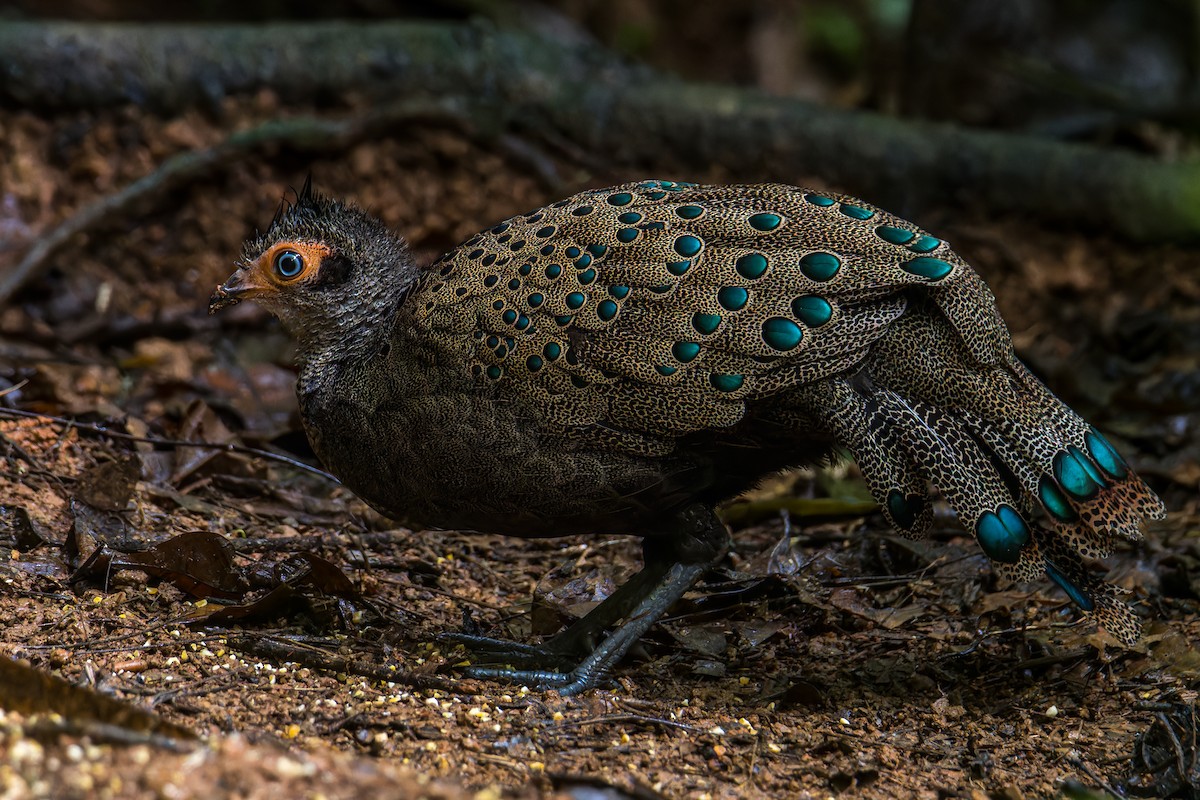 Malayan Peacock-Pheasant - ML641967926