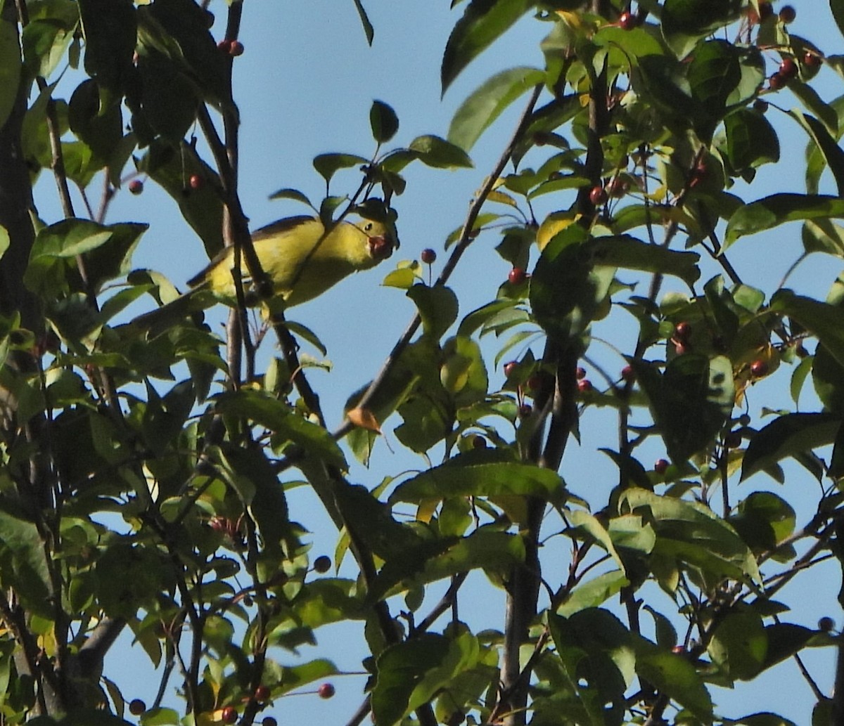 Scarlet Tanager - ML641967931