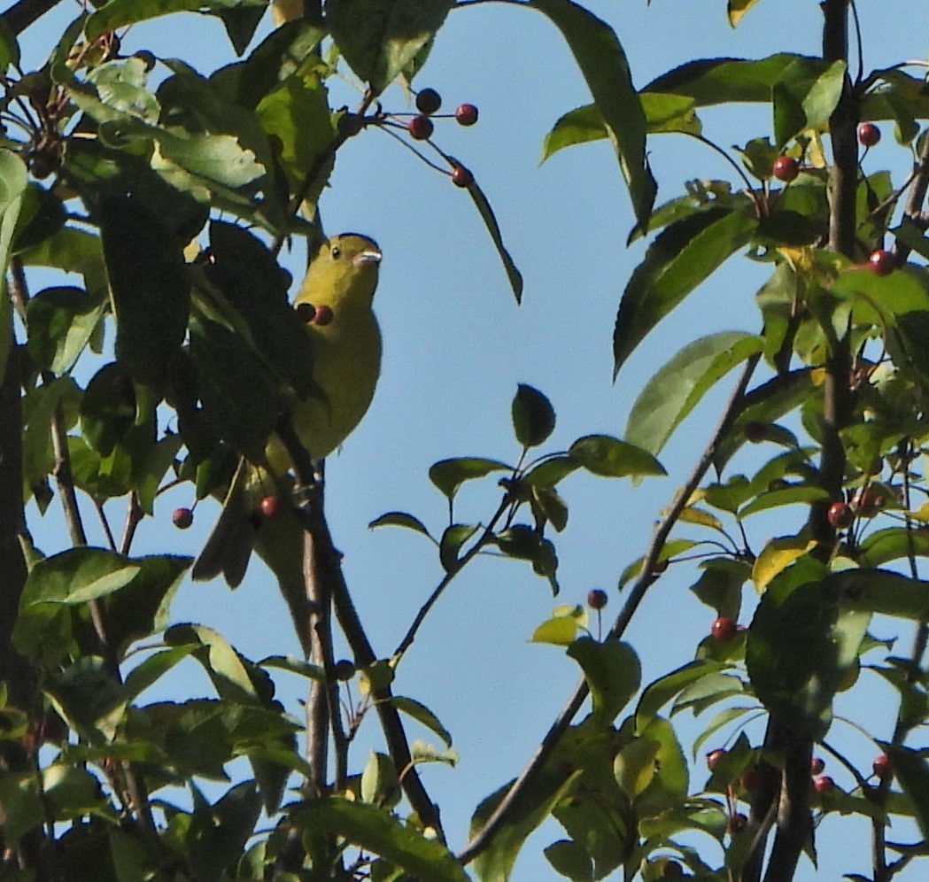 Scarlet Tanager - ML641967932