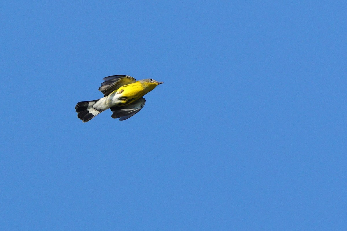 Magnolia Warbler - ML641967934