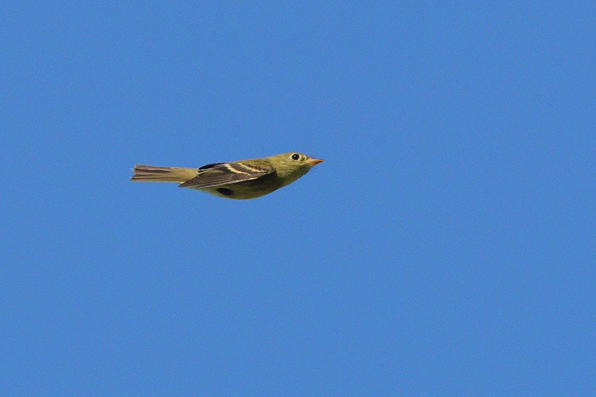 Yellow-bellied Flycatcher - ML641967940