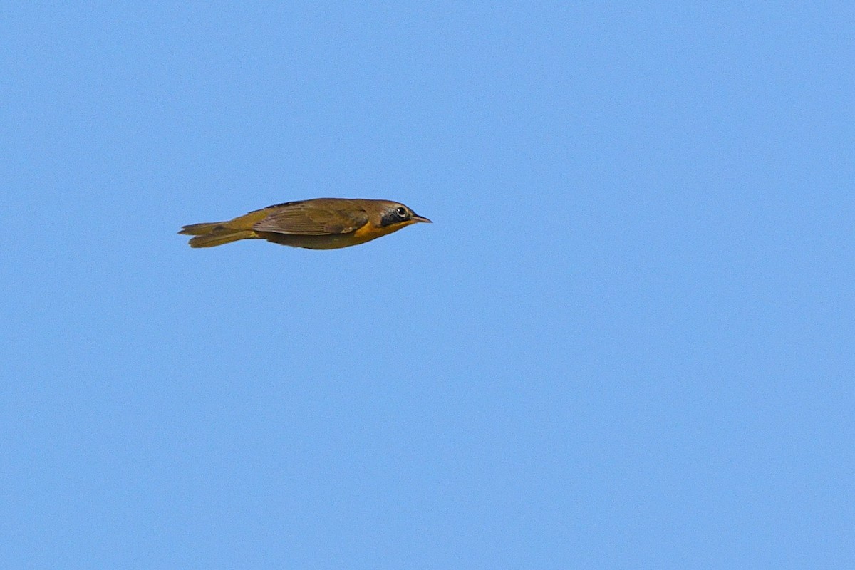 Common Yellowthroat - ML641967942