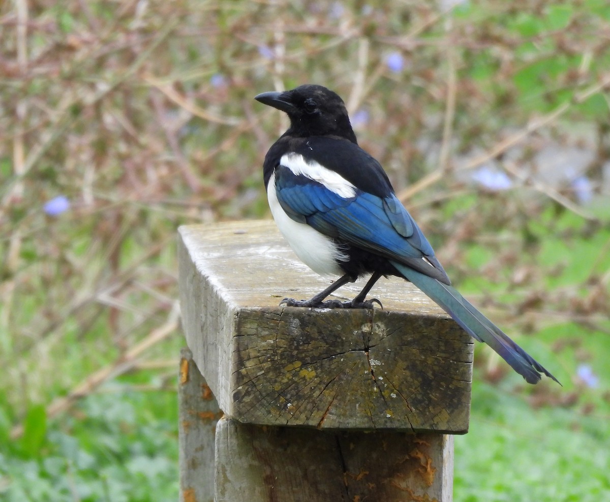 Eurasian Magpie - ML641967944
