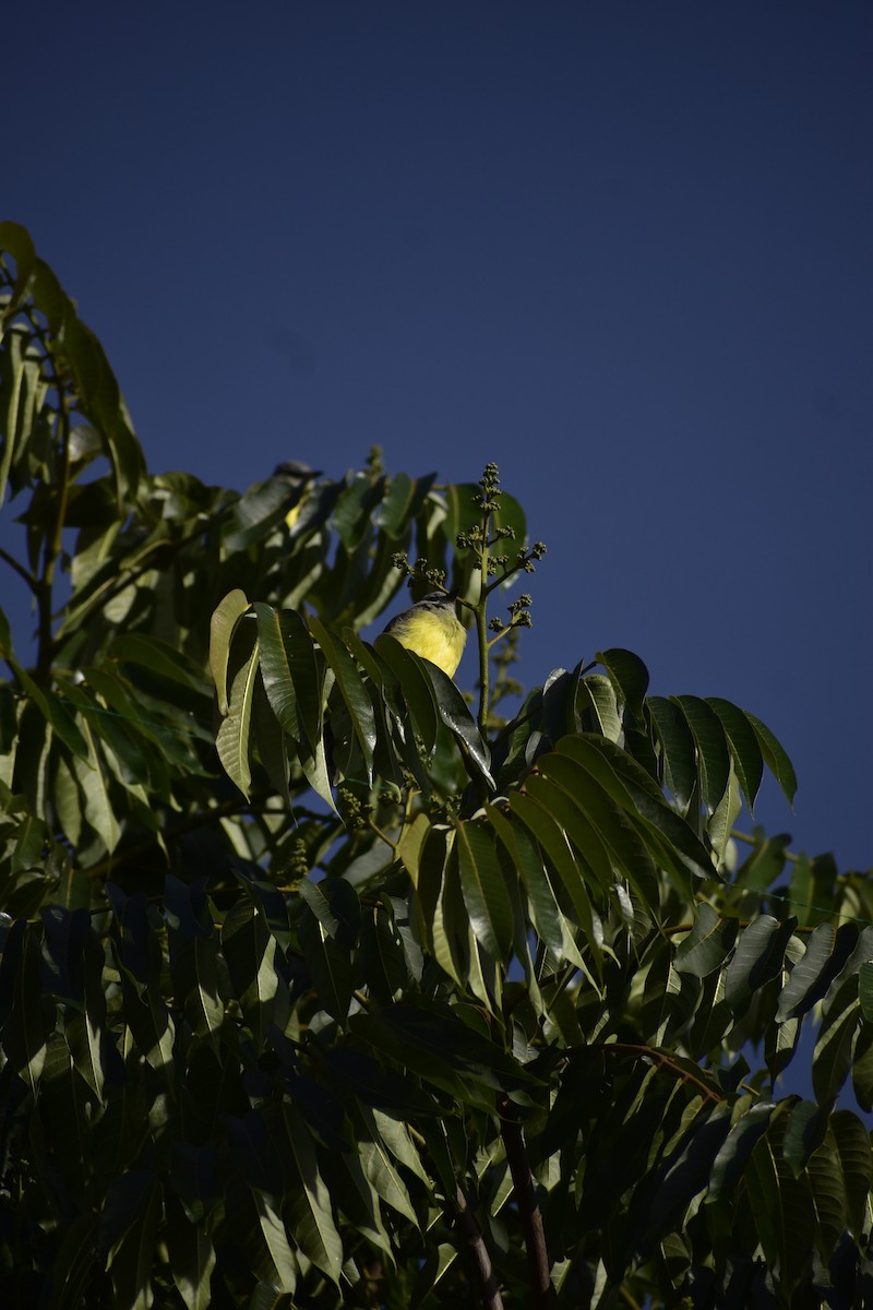 Tropical Kingbird - ML641967947