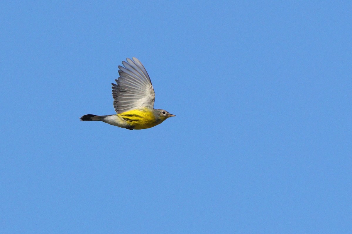 Magnolia Warbler - ML641967948