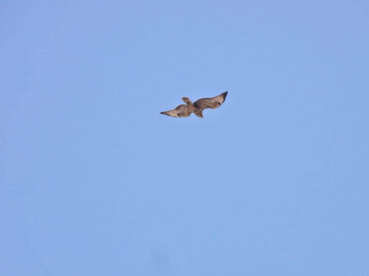 Common Buzzard (Canary Is.) - ML641967950