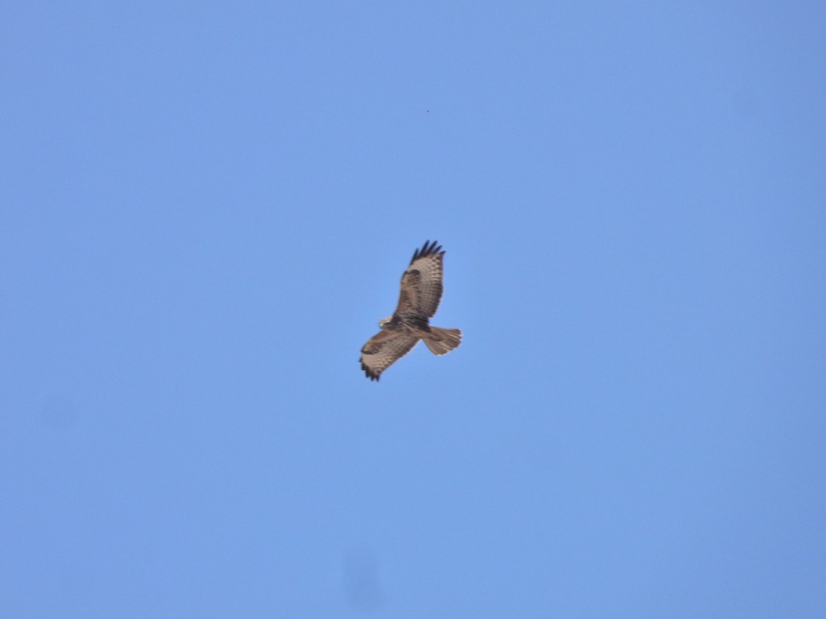 Common Buzzard (Canary Is.) - ML641967951