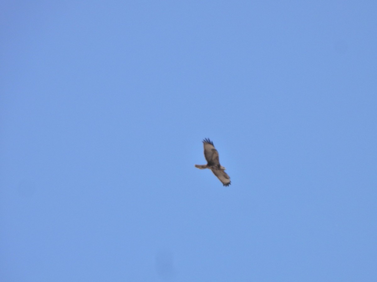 Common Buzzard (Canary Is.) - ML641967952