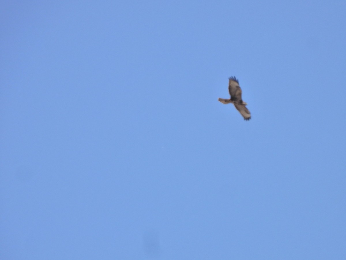 Common Buzzard (Canary Is.) - ML641967953