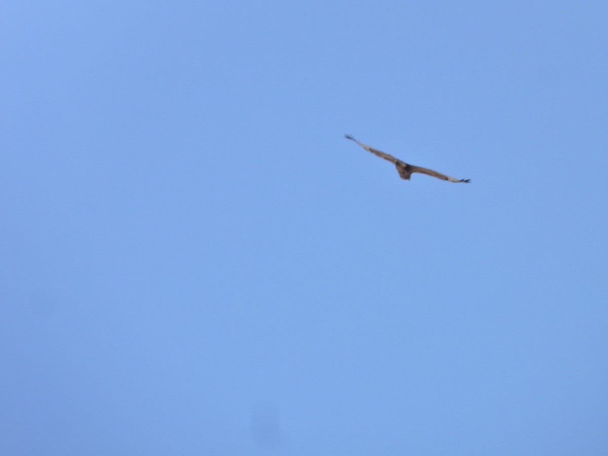 Common Buzzard (Canary Is.) - ML641967954