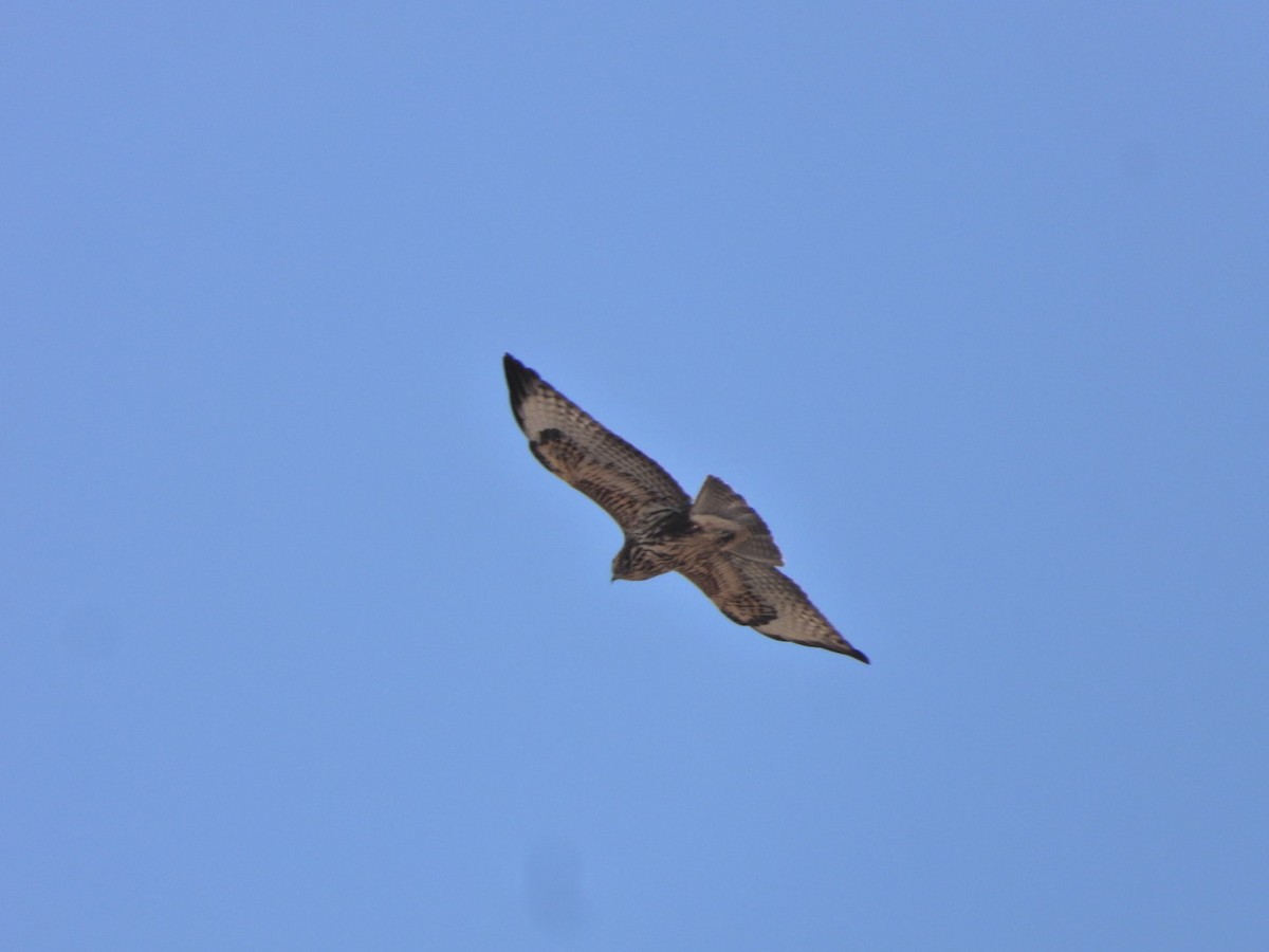 Common Buzzard (Canary Is.) - ML641967955