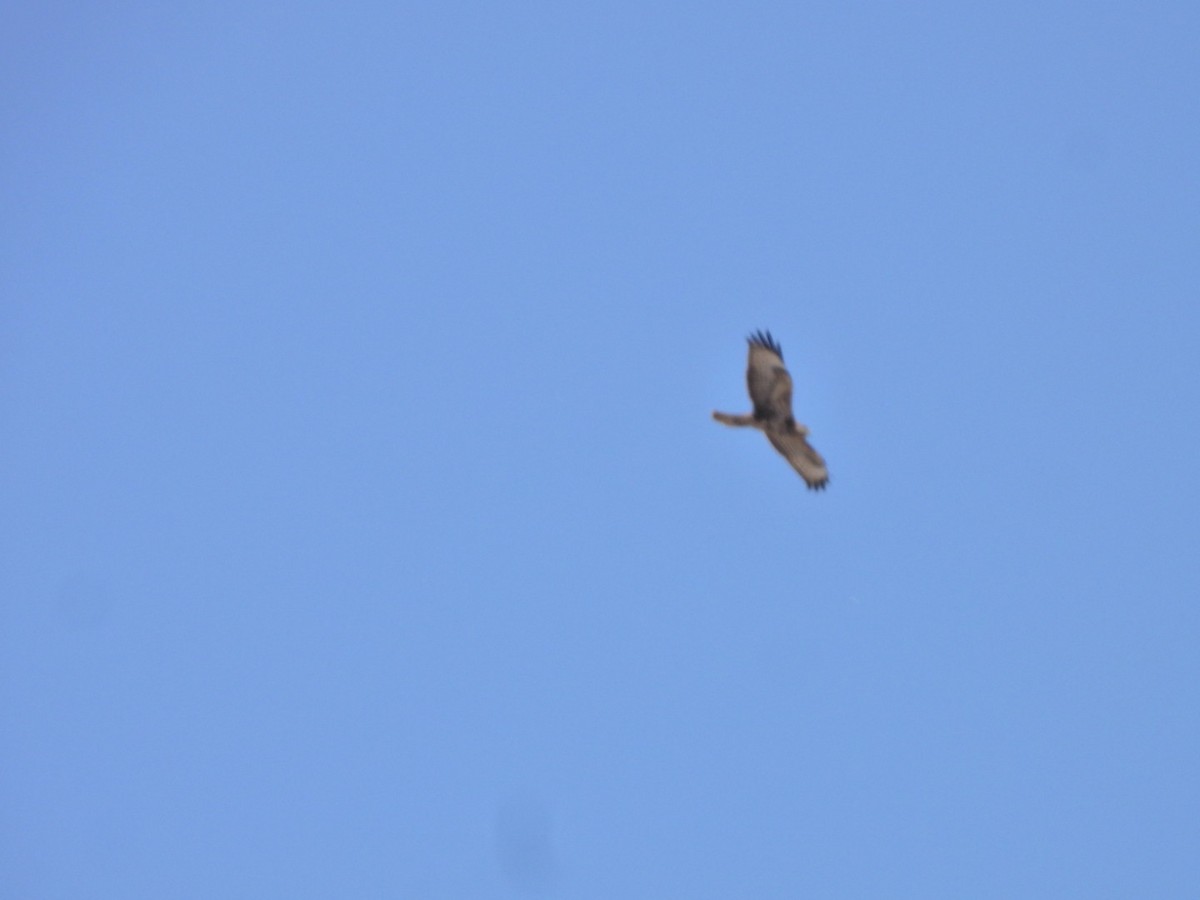 Common Buzzard (Canary Is.) - ML641967956