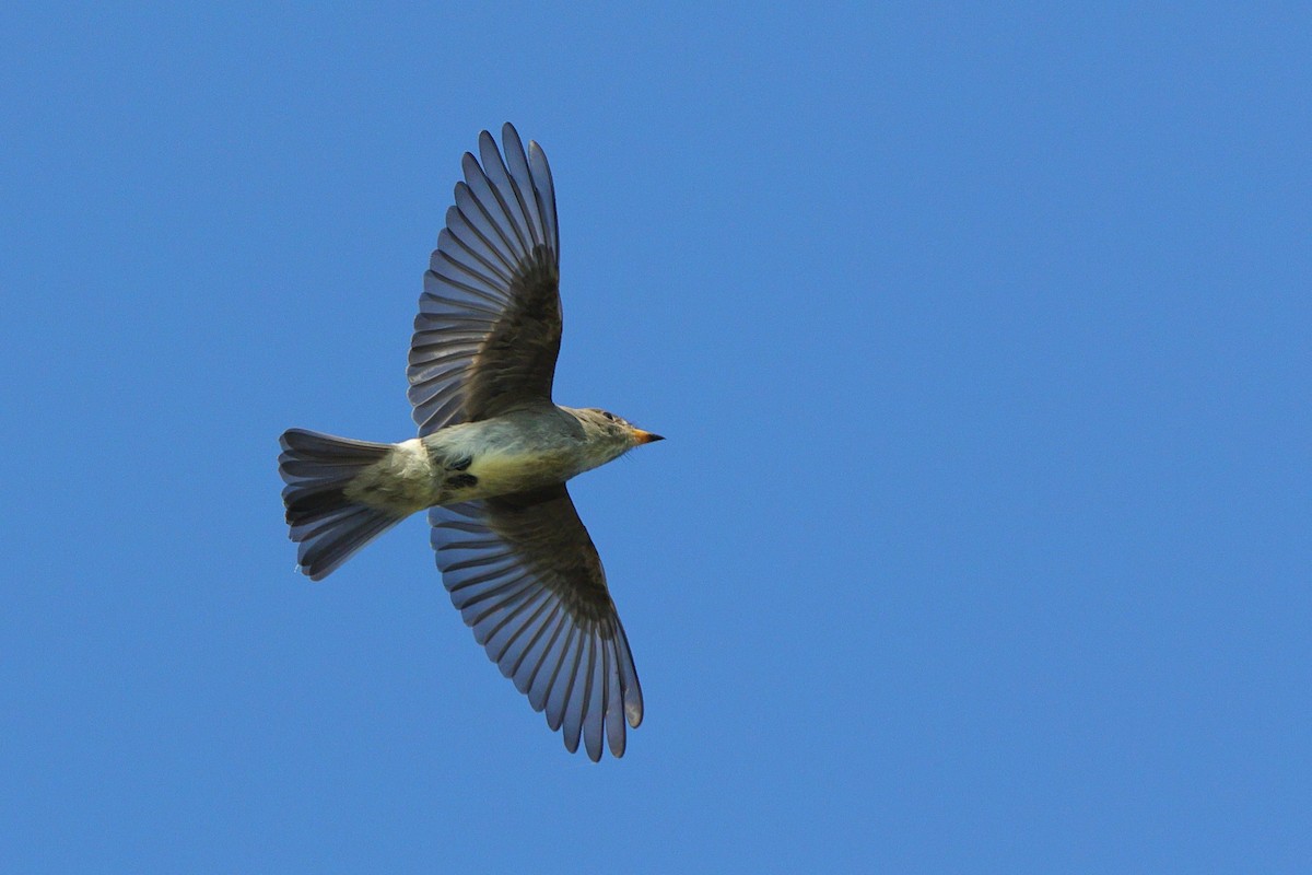 Eastern Wood-Pewee - ML641967957