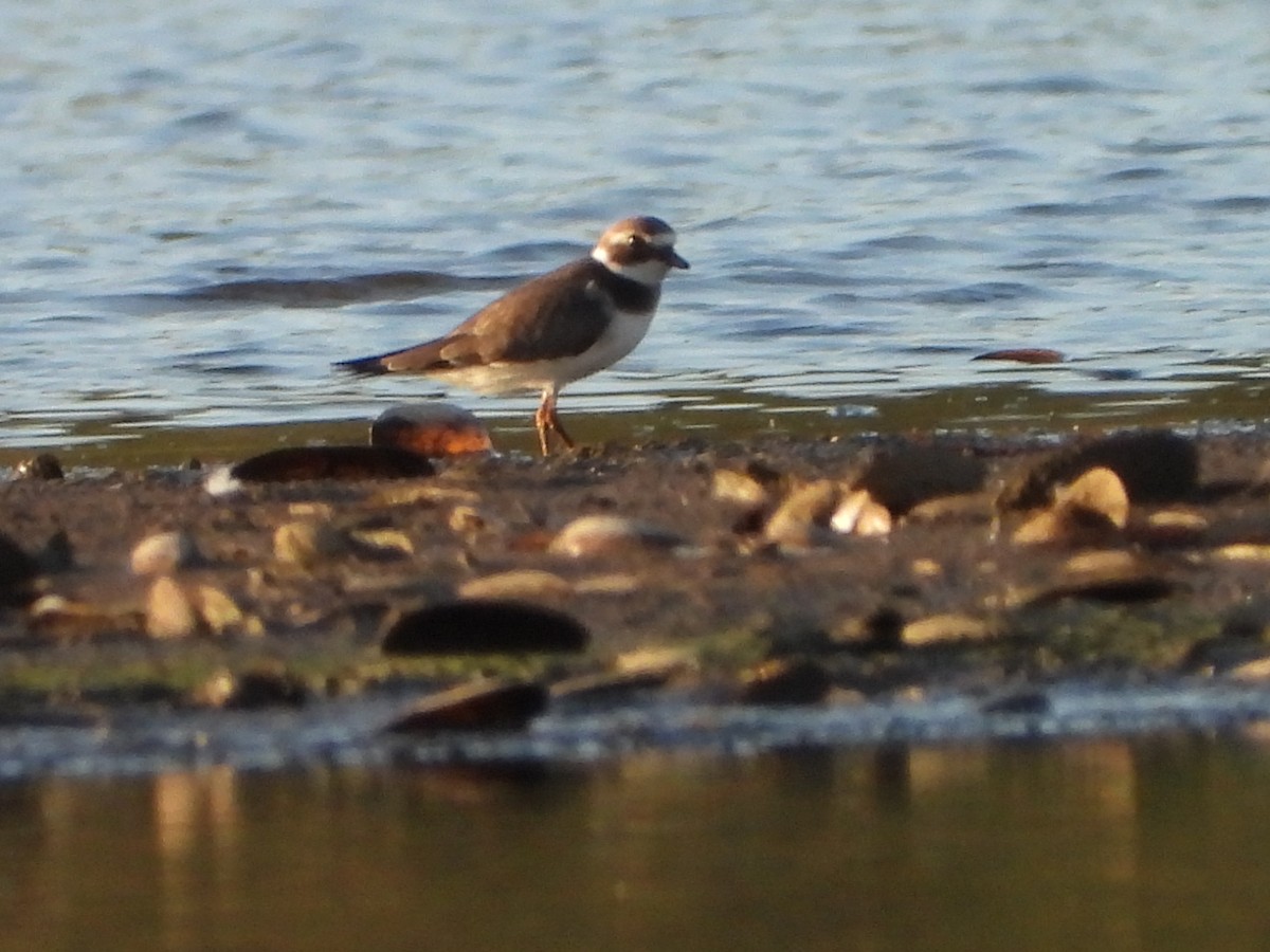 Common Ringed Plover - ML641967961