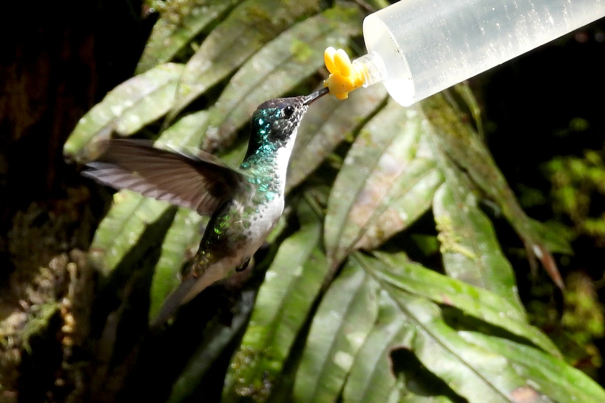 Andean Emerald - ML641967962