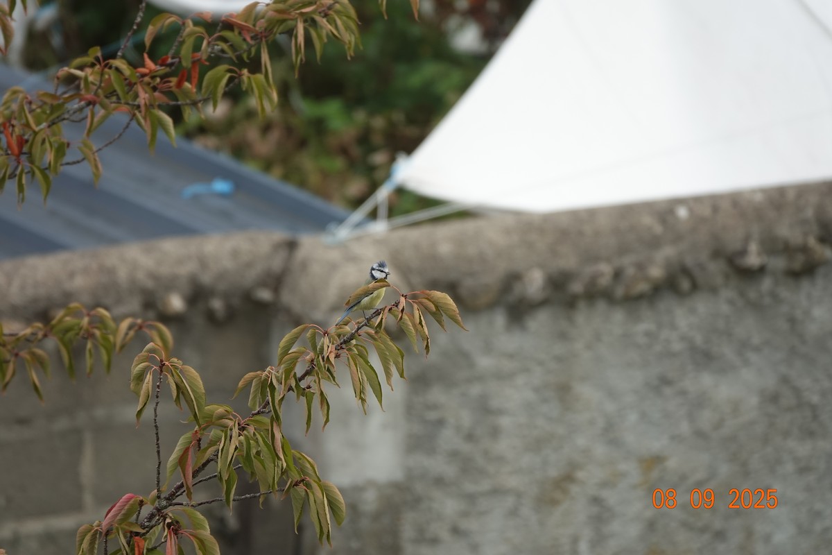 Eurasian Blue Tit - ML641967965